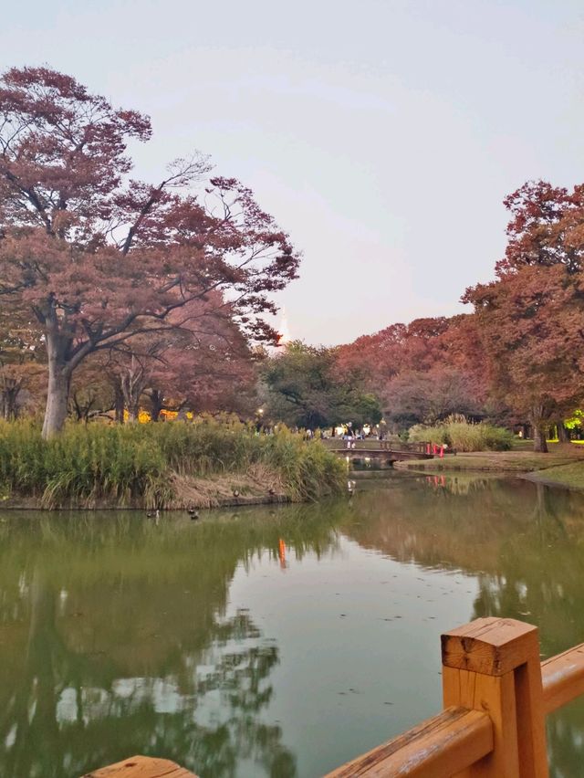 🍁 Scrolling Around Tokyo in Autumn 🇯🇵✨