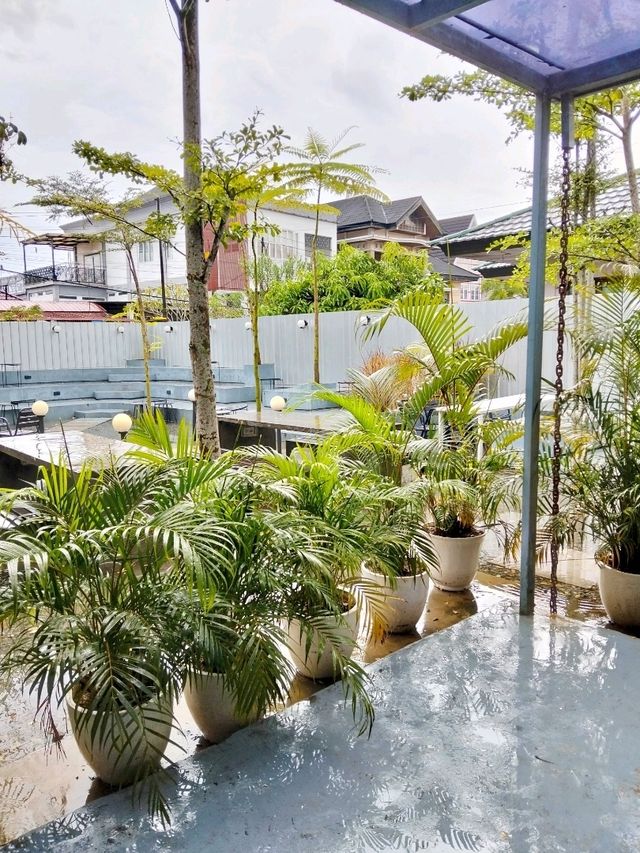 Vibrant Green Potted Palm Plants