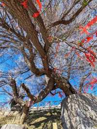 The Divine Tree "Sea-Calming Needle": A Wellspring of Energy