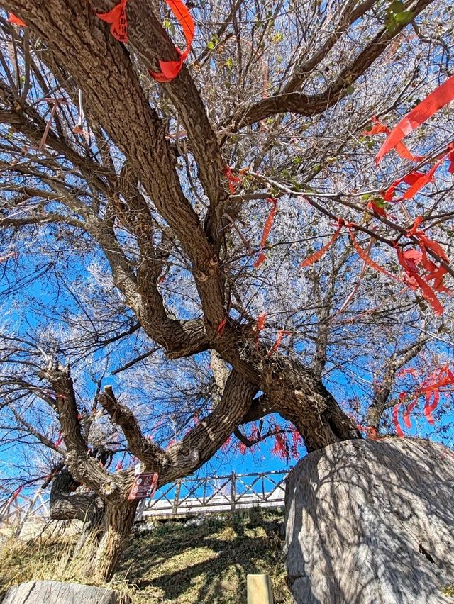 The Divine Tree "Sea-Calming Needle": A Wellspring of Energy The Divine Tree "Sea-Calming Needle": A Wellspring of Energy
