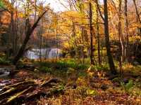 青森小眾秘境！奧入瀨溪流14公裡絕美徒步攻略🚶‍♀