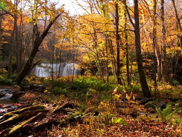 青森小眾秘境！奧入瀨溪流14公裡絕美徒步攻略🚶‍♀