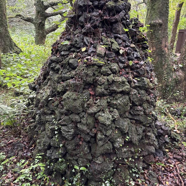 Bijarim Forest 비자림