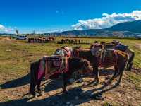 🐎 광활한 초원, 나파하이 – 바람이 가장 먼저 말을 거는 곳