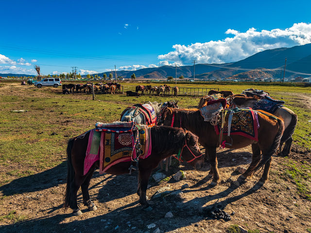 🐎 광활한 초원, 나파하이 – 바람이 가장 먼저 말을 거는 곳