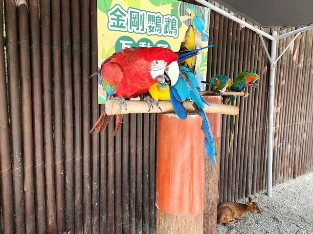 Spend a Wild Day at Yilan’s Lanyang Animal and Plant Kingdom 🦙✨ Spend a Wild Day at Yilan’s Lanyang Animal and Plant Kingdom 🦙✨