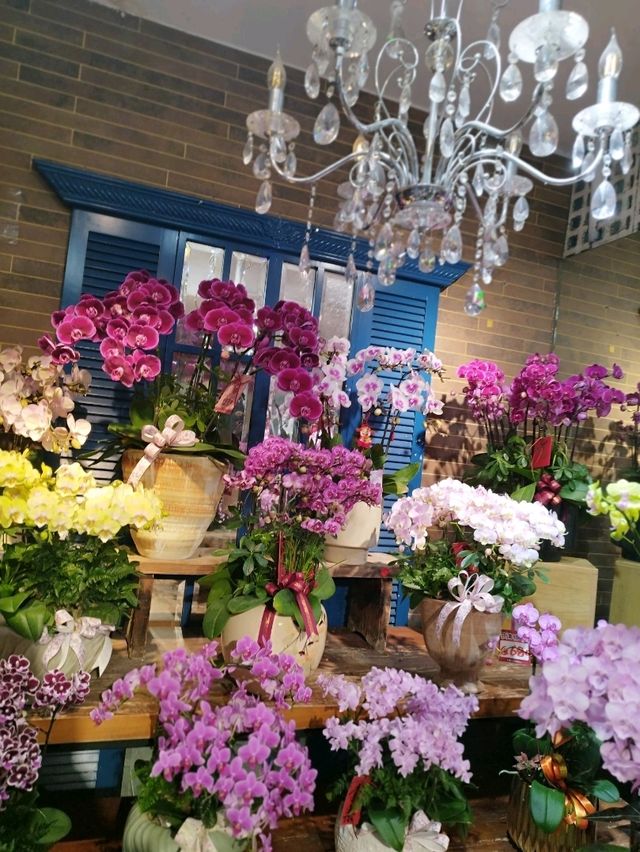 花墟道賞花攻略📸