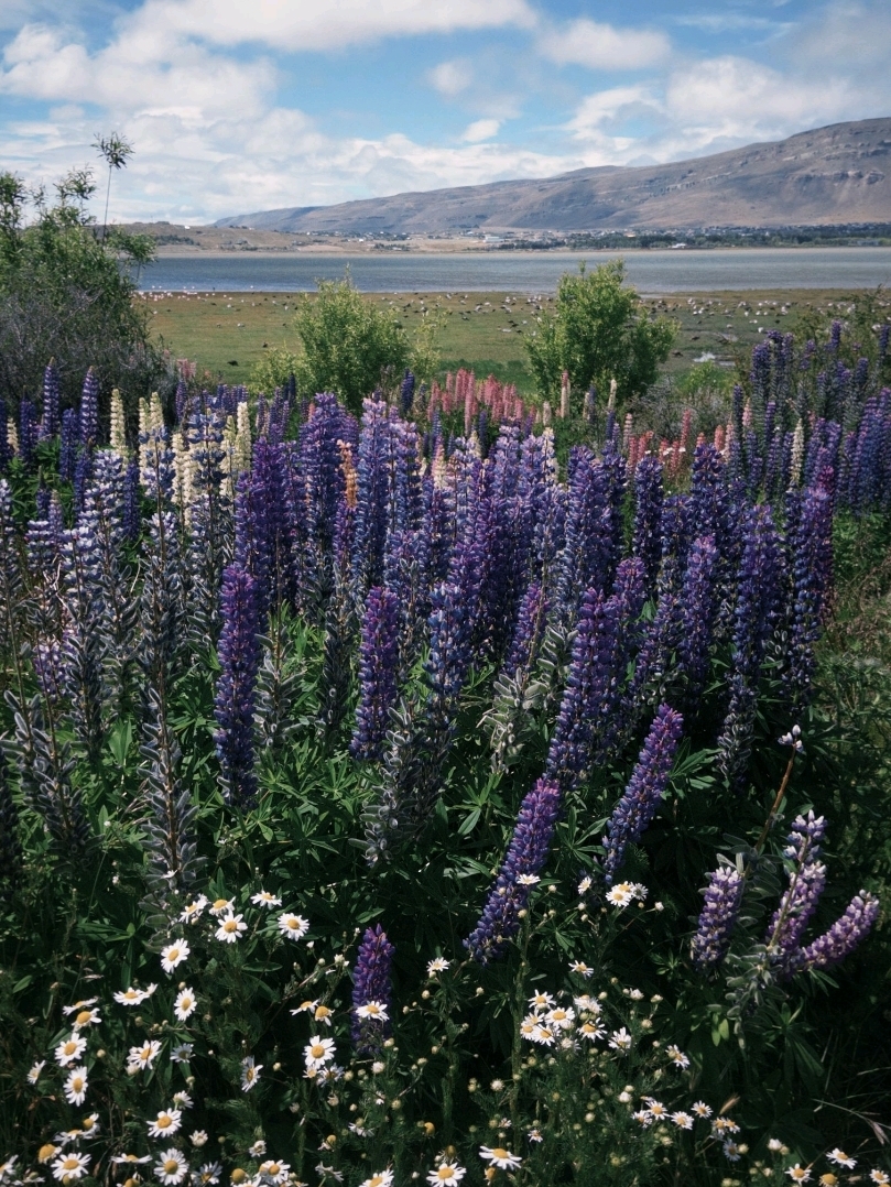 El Calafate: More Than Just Glaciers
