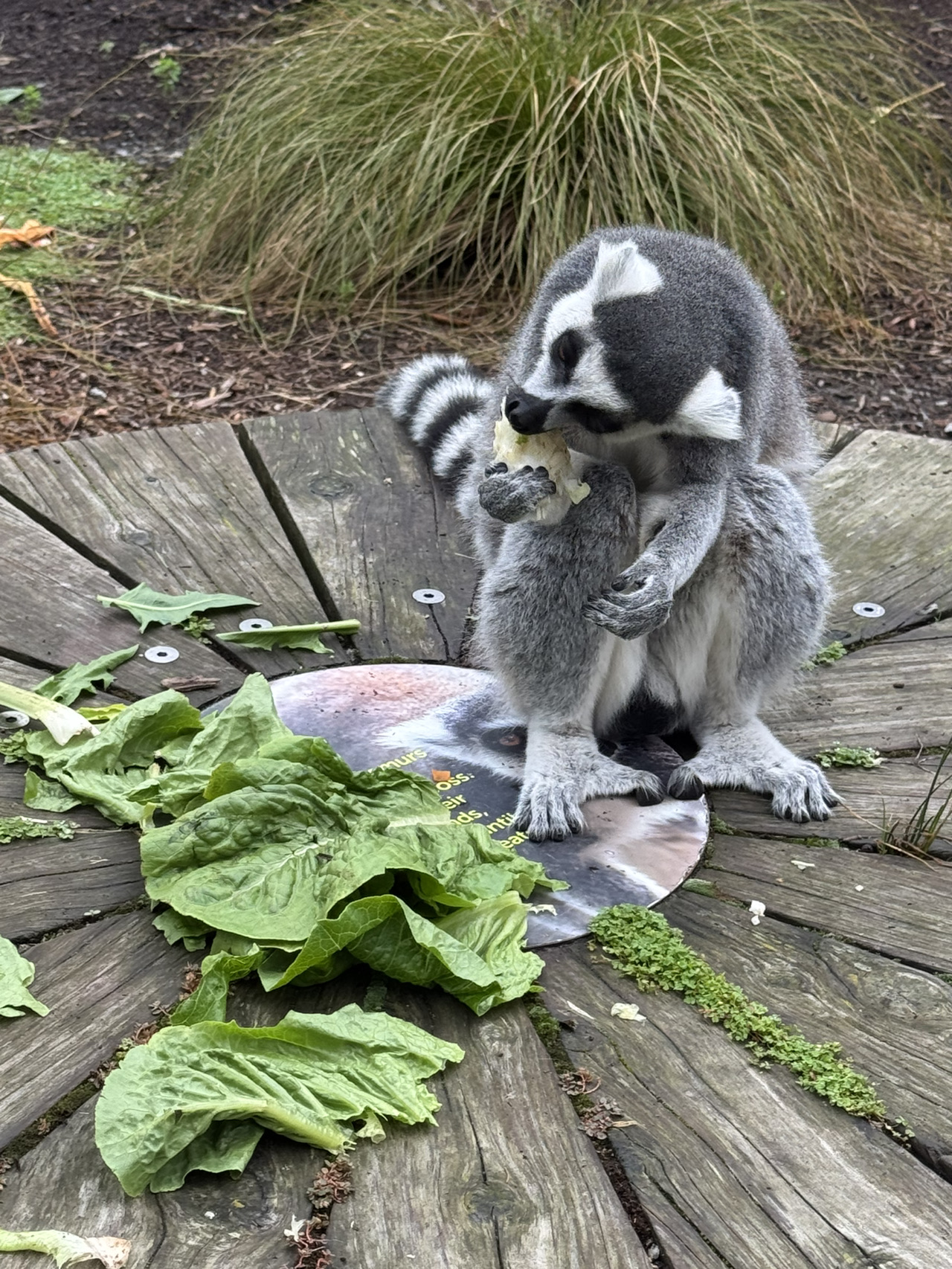 Chuyến đi nửa ngày đến công viên động vật theo chủ đề thiên nhiên ở trung tâm thành phố Melbourne 🐒