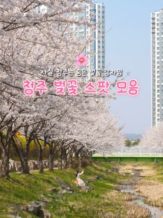 A collection of cherry blossom spots in Cheongju for those visiting this season🌸