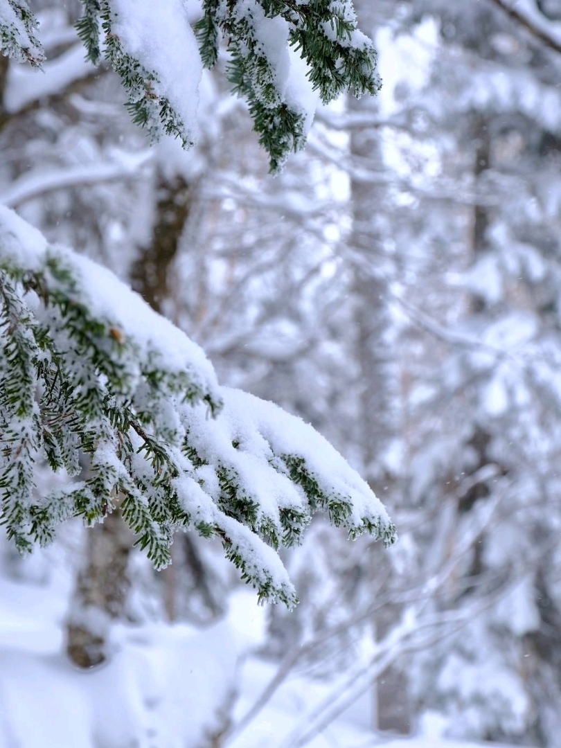 Itadaki no Mori ❄️🌲❄️ Cáp treo Shinhotaka