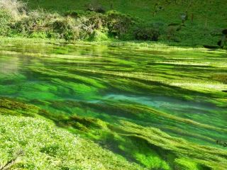 Blue Spring: New Zealand’s Otherworldly Oasis 💎🌊