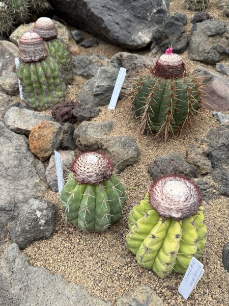 伊豆シャボテン動物公園の多肉植物コレクション：富士の麓に広がる