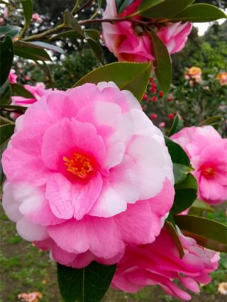 🌺 Enjoy Izu Oshima in a 2-day, 1-night trip! Camellias, island cuisine, and stylish cafes.