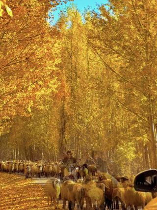 Golden Altay is absolutely insane🤩