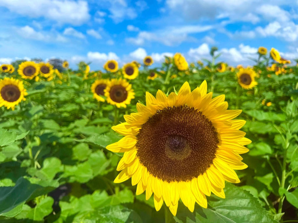 花盛りの台中！フォトジェニックな写真と癒やしの休日を求めているなら