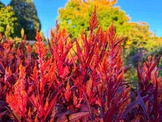 🍁 A Peaceful Garden Retreat: Discover McCrory Gardens 🌿🌸