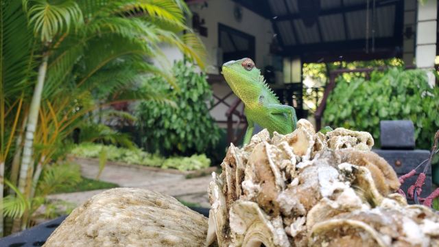 動物との至近距離でのふれあいを求めるなら、スリランカへ。