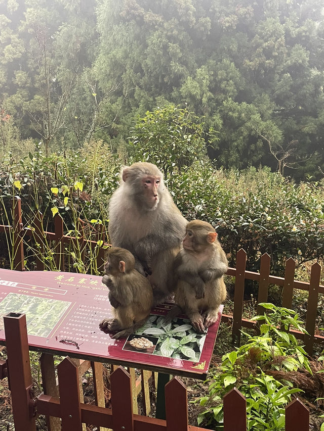 Discovering Zhangjiajie National Forest Park ! 🤗