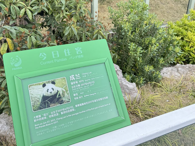 Chengdu Research Base of Giant Panda Breeding