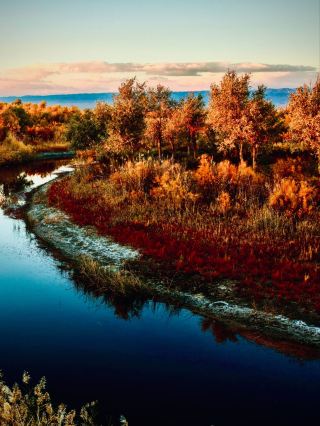 Xinjiang’s Luntai Tarim Populus Euphratica Forest Park Sightseeing Train Halt