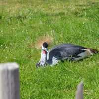 Tierpark… Local Zoo Greifswald Germany
