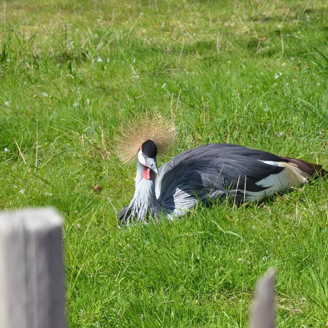 Tierpark… Local Zoo Greifswald Germany