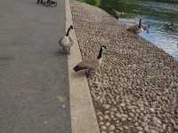 Grovelands Park London 🇬🇧