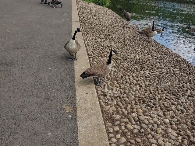 Grovelands Park London 🇬🇧
