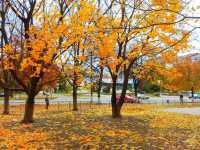 Beautiful autumn scene at Park Kyoto 🗺️