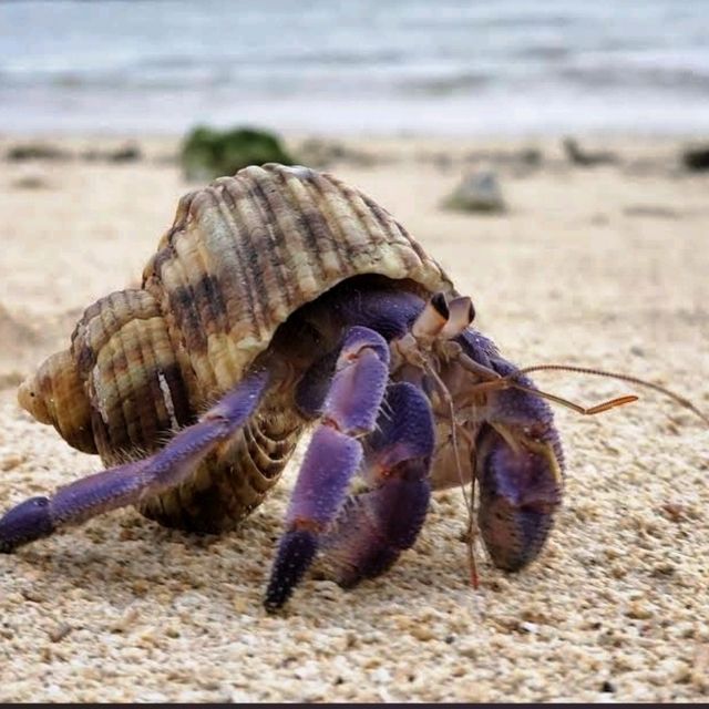 🌸海之道🌸親手採集海葡萄體驗