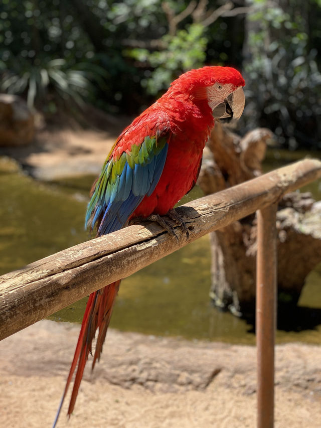 Birds park in Brazil