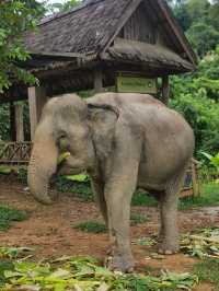 Elephant 🐘 village 🇱🇦 