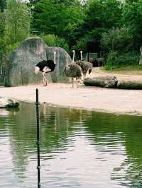 Paris Zoo: A Wild Adventure Theme Park in the Heart of Paris