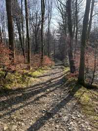 Into the woods