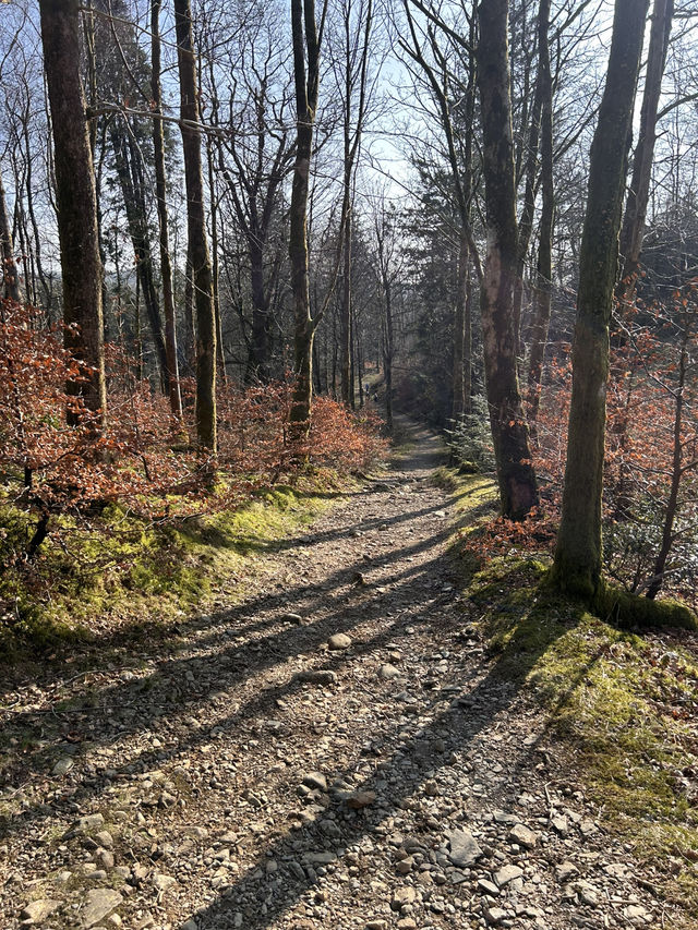 Into the woods