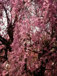 Spring Awakens in London: A City in Full Bloom 🌸🌼