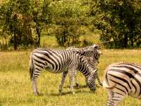 Hanging out with wildlife at Chengeta Safari Lodge