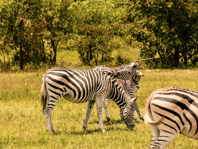 Hanging out with wildlife at Chengeta Safari Lodge