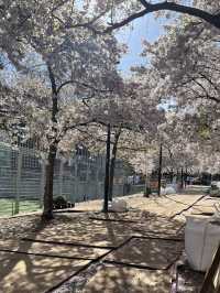 🌸 Cherry Blossom Serenity in Swiss Cottage, London