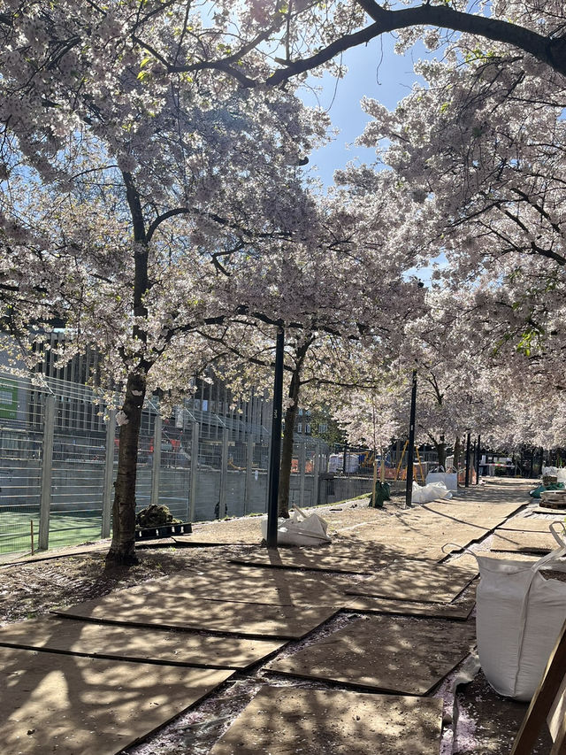 🌸 Cherry Blossom Serenity in Swiss Cottage, London