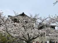 See the spectacular Cherry Blossoms @ Matsuyama Castle 