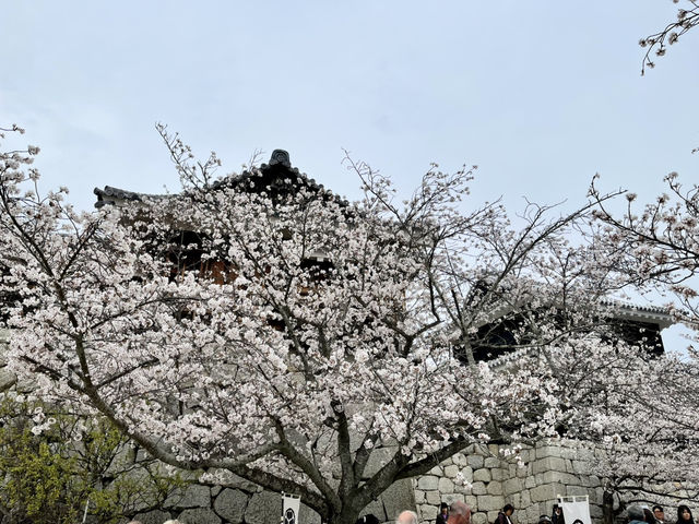 See the spectacular Cherry Blossoms @ Matsuyama Castle 