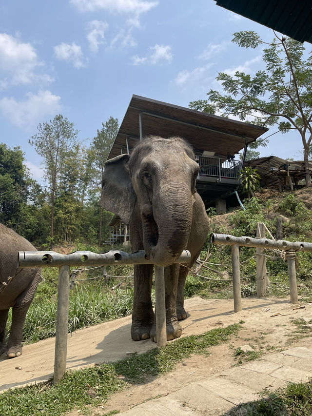 Truly Ethical Elephant Sanctuary in Chiang Mai
