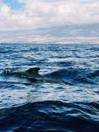 🌊 Ocean Magic: Dolphin and Whale Watching in Tenerife!