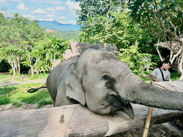 🐘 Morning Trumpets & Mud Baths – Life at Chai Lai Orchid 🌿
