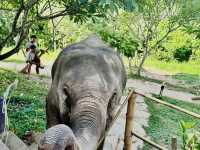 🐘 Morning Trumpets & Mud Baths – Life at Chai Lai Orchid 🌿