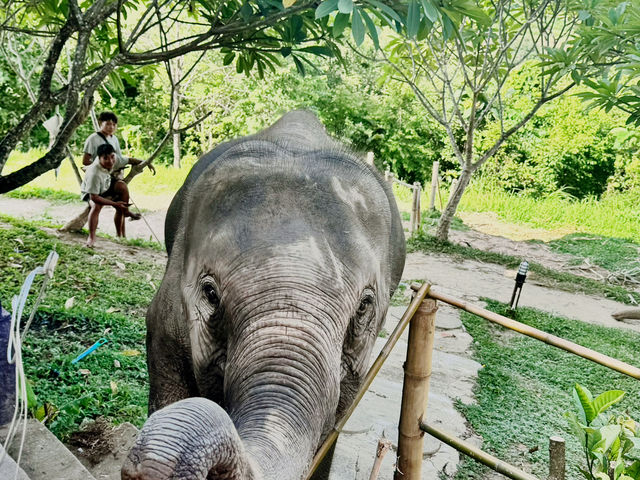 🐘 Morning Trumpets & Mud Baths – Life at Chai Lai Orchid 🌿