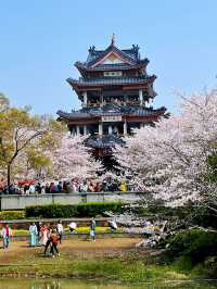 Wuxi’s Cherry Blossom Forest – What a Find!!
