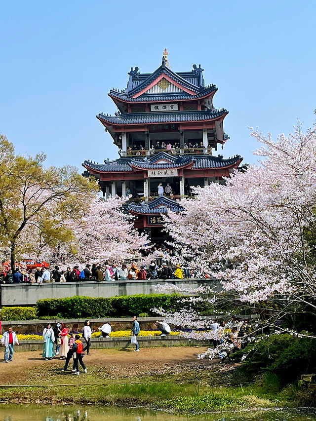 Wuxi’s Cherry Blossom Forest – What a Find!!